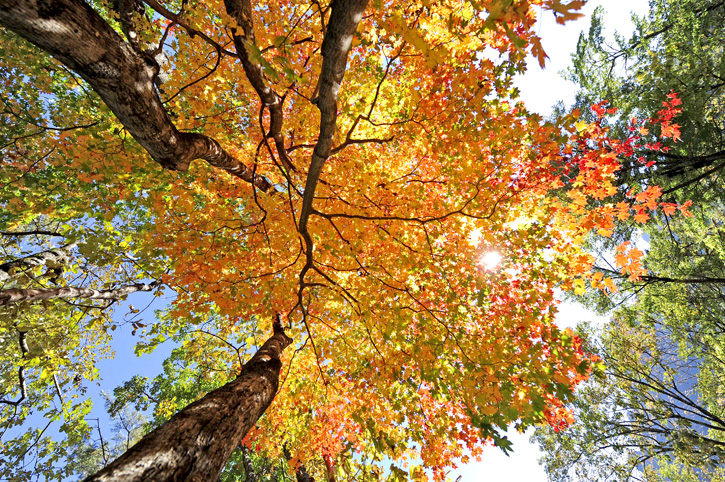 อลังการล้านสีสันวันใบไม้เปลี่ยนสีที่ Korea