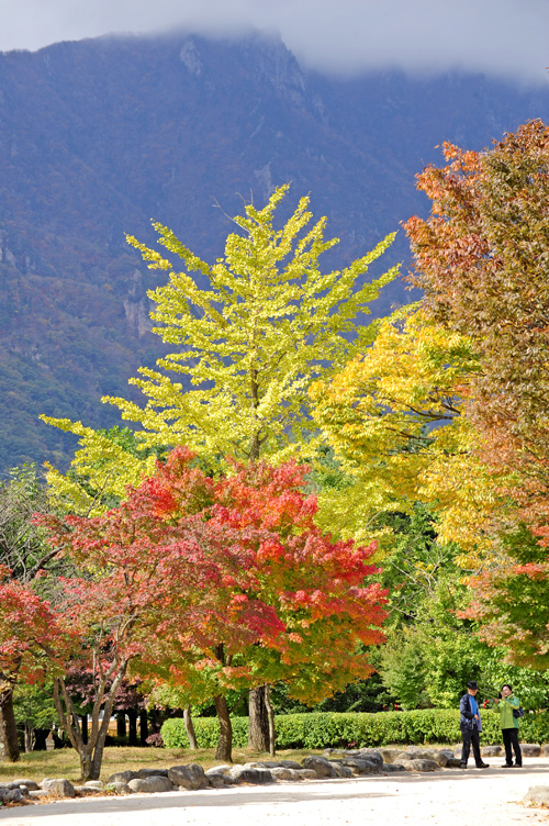 อลังการล้านสีสันวันใบไม้เปลี่ยนสีที่ Korea