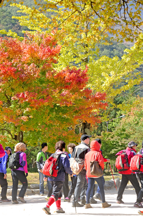 อลังการล้านสีสันวันใบไม้เปลี่ยนสีที่ Korea