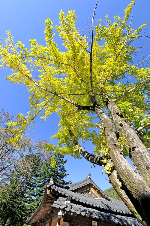 อลังการล้านสีสันวันใบไม้เปลี่ยนสีที่ Korea