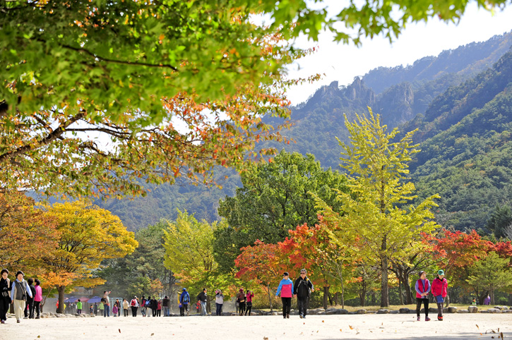 อลังการล้านสีสันวันใบไม้เปลี่ยนสีที่ Korea