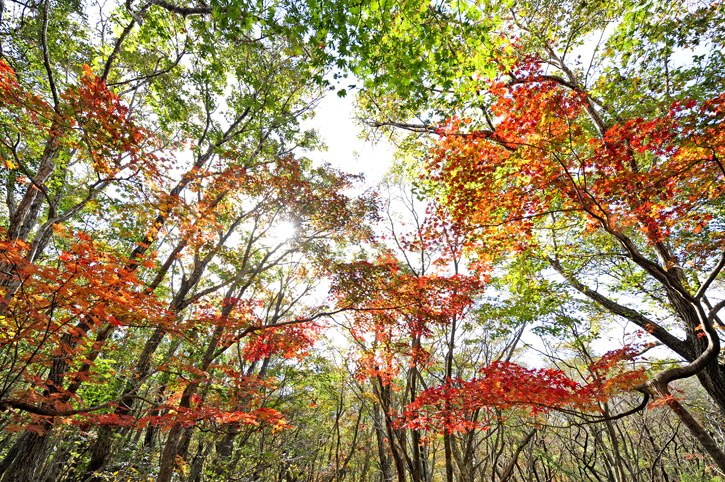 อลังการล้านสีสันวันใบไม้เปลี่ยนสีที่ Korea