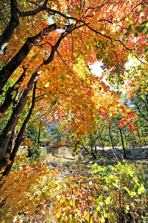 อลังการล้านสีสันวันใบไม้เปลี่ยนสีที่ Korea