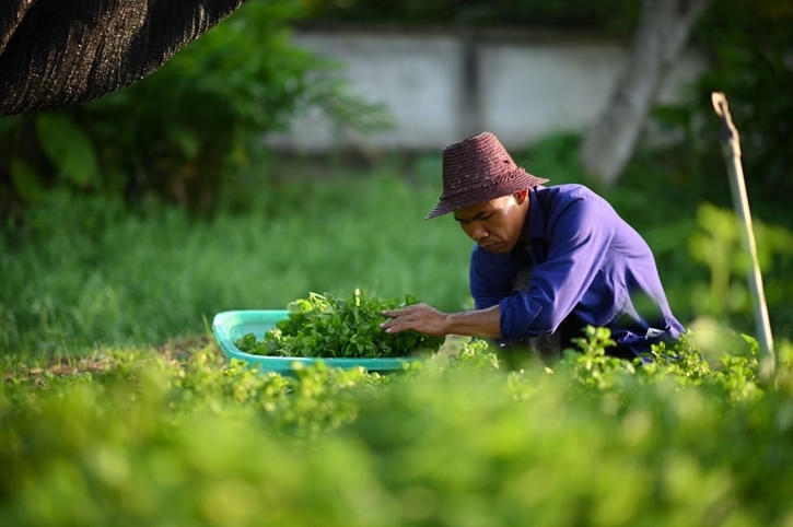 Patom Organic Farm