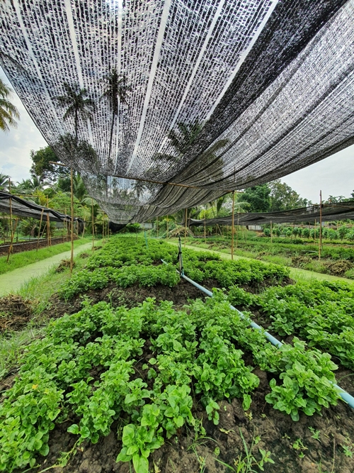 Patom Organic Farm