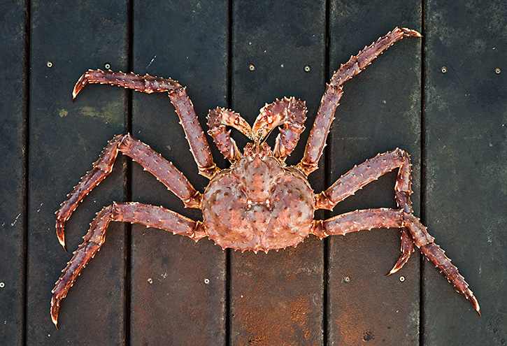 Secrets of Alaska king Crab   : 5 ความลับฉบับ “ปูอลาสก้า”