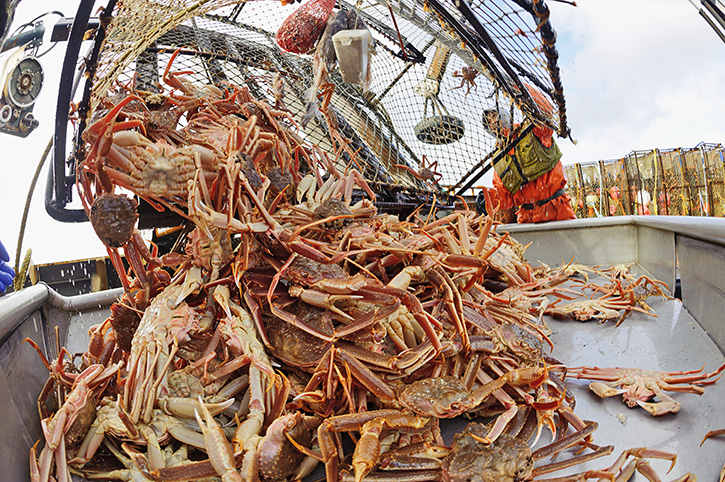 Secrets of Alaska king Crab   : 5 ความลับฉบับ “ปูอลาสก้า”