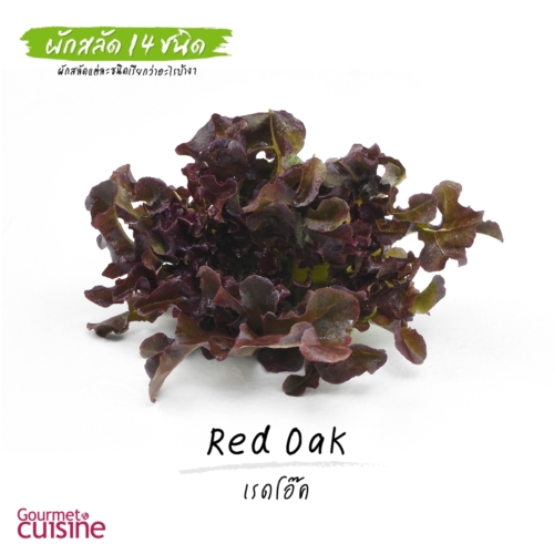 เรดโอ๊ค Red Oak