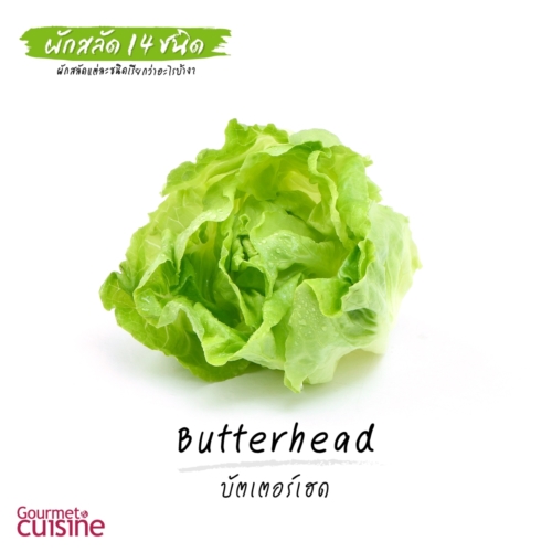 บัตเตอร์เฮด Butterhead