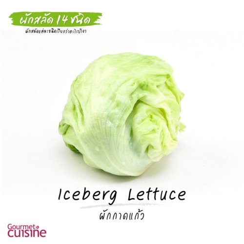  ผักกาดแก้ว Iceberg Lettuce