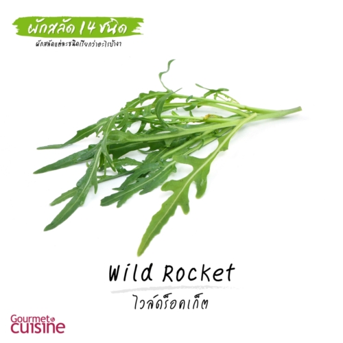 ไวล์ดร็อคเก็ต Wild Rocket หรือ Arugula