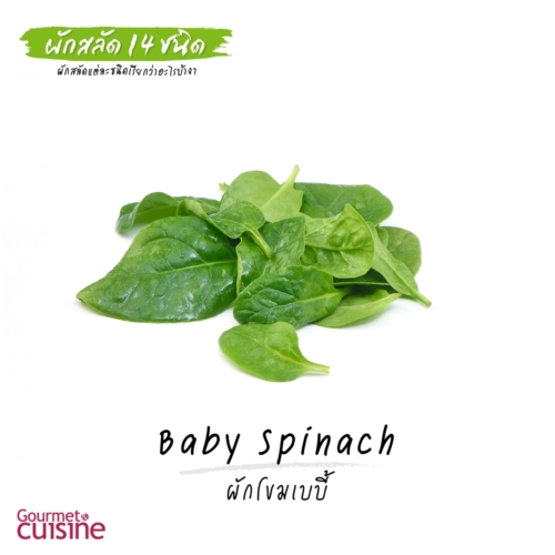 ผักโขมเบบี้ Baby Spinach