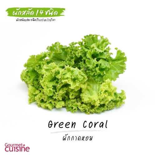 ผักกาดหอม Green Coral