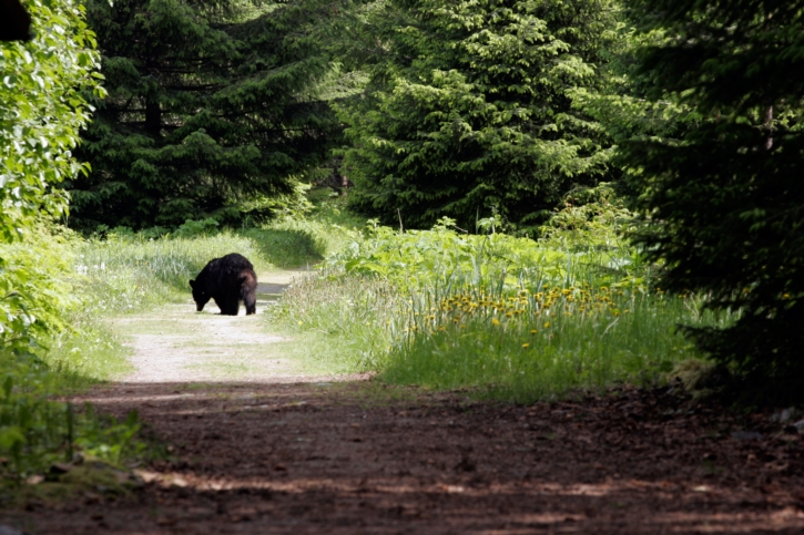 Alaska สุดแดนขั้วโลกเหนือที่เหนือความคาดหมาย