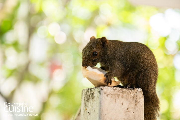 Chivit Issara โฮมคาเฟ่บรรยากาศร่มรื่น ย่านบางพลี สมุทรปราการ