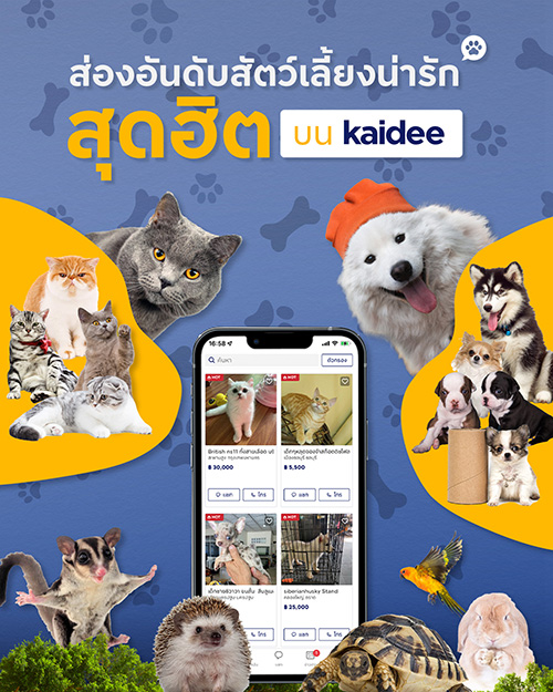 Kaidee เผยนักช้อปไทยซื้อสัตว์เลี้ยงผ่านตลาดออนไลน์มากขึ้นขานรับเทรนด์ Pet Humanization ในวันที่มนุษย์โดนตกกลายเป็นทาสสัตว์เลี้ยง