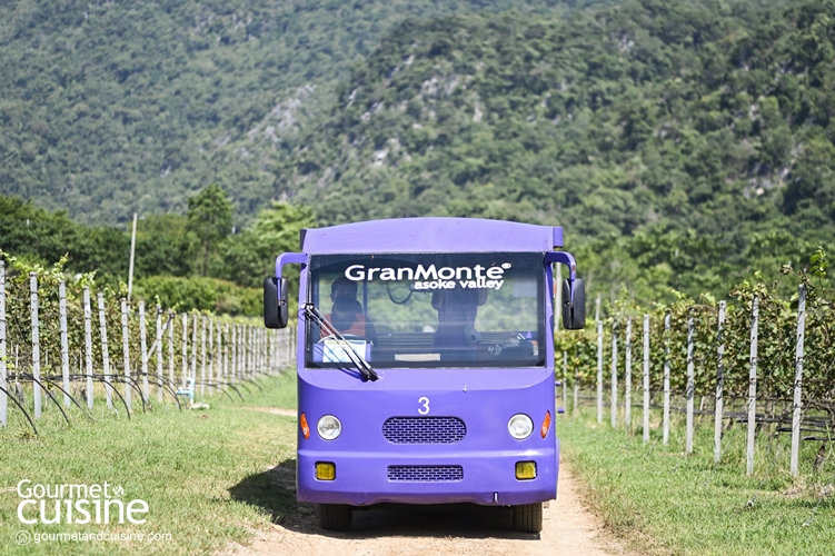 GranMonte Vineyard and Winery ชวนจิบไวน์เที่ยวไร่องุ่นที่เขาใหญ่