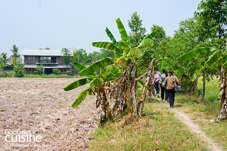 ‘Satom Organic Farm : Surin’ ฟาร์มปลูกข้าวอินทรีย์และผลิตสาโทพื้นบ้าน จ.สุรินทร์