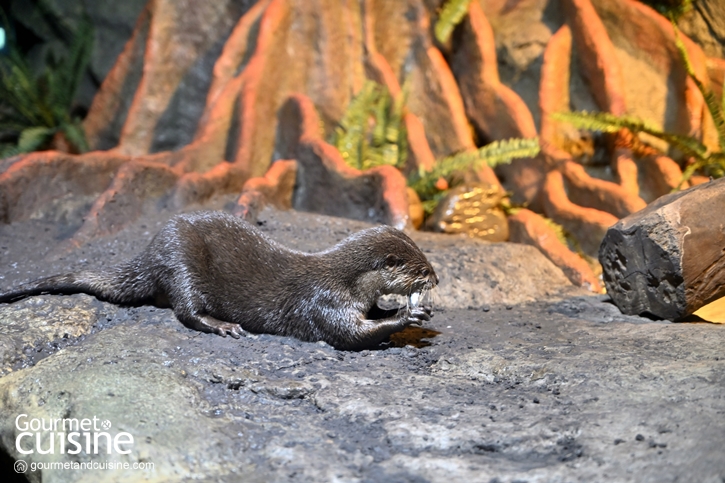 ชม 9 สัตว์แปลก! แห่งป่าดิบชื้น Rainforest ที่ SEA LIFE Bangkok Ocean World สยามพารากอน