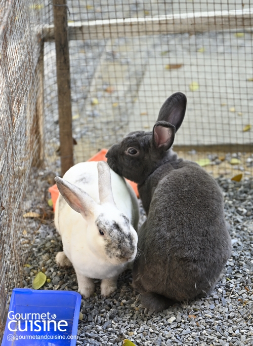 Peter & Rabbit English Tea Time ฟาร์มคาเฟ่ในสวนสไตล์อังกฤษบนถนนอุทยาน พุทธมณฑล 