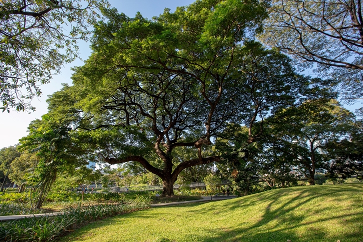 กทม. Big Trees และ ไทยเบฟ ร่วมสร้างความยั่งยืนสิ่งแวดล้อม ฟื้นฟู “ต้นจามจุรี” ณ “สวนเบญจกิติ” ปอดแห่งใหม่ใจกลางกรุง