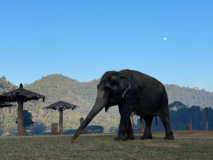 “จิม ทอมป์สัน” ชวน “ช้อปช่วยช้าง” ร่วมกับ “มูลนิธิอนุรักษ์ช้างและสิ่งแวดล้อม”  ช่วยต่อชีวิต “ช้าง” ในวันช้างไทย