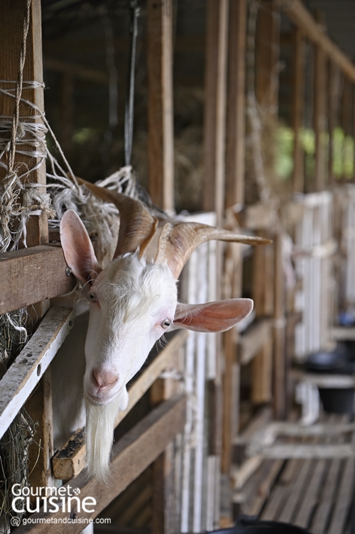 Little Goat Farm ฟาร์มชีสนมแพะหนึ่งเดียวในนครปฐม