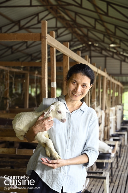 Little Goat Farm ฟาร์มชีสนมแพะหนึ่งเดียวในนครปฐม