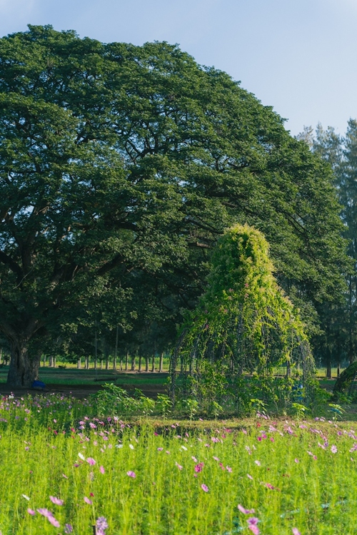 เยือนถิ่นอีสาน สัมผัสงานศิลป์สุดอลังการกลางทุ่งดอกไม้ ที่ จิม ทอมป์สัน ฟาร์ม