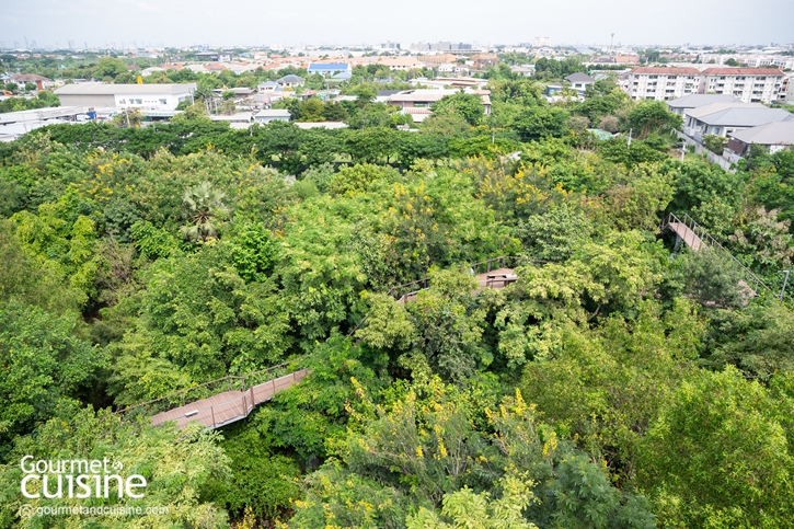 เดินป่าในเมืองกันไหม? “ป่าในกรุง” ป่านิเวศของคนกรุงเทพฯ