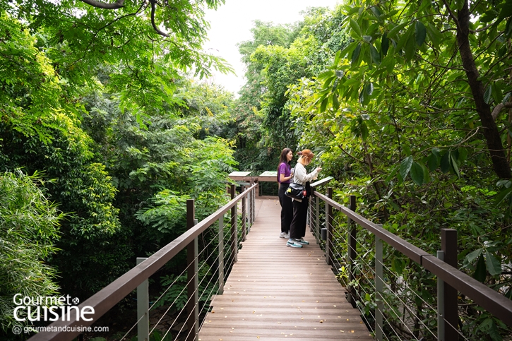 เดินป่าในเมืองกันไหม? “ป่าในกรุง” ป่านิเวศของคนกรุงเทพฯ