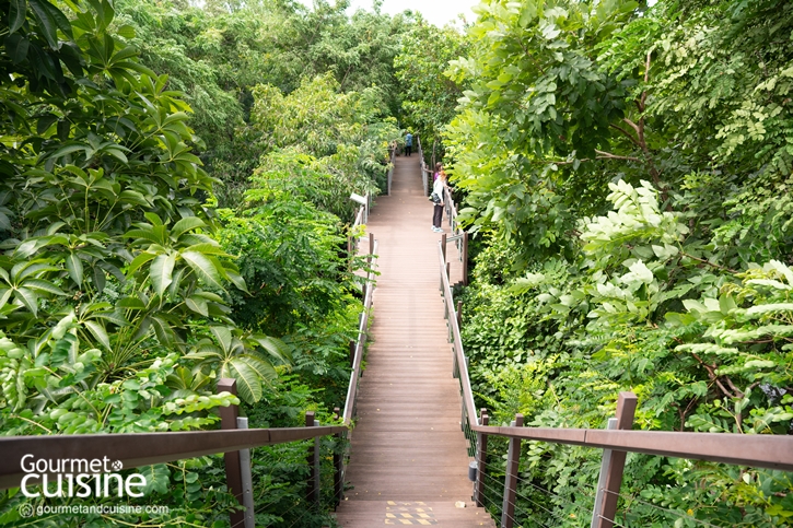 เดินป่าในเมืองกันไหม? “ป่าในกรุง” ป่านิเวศของคนกรุงเทพฯ